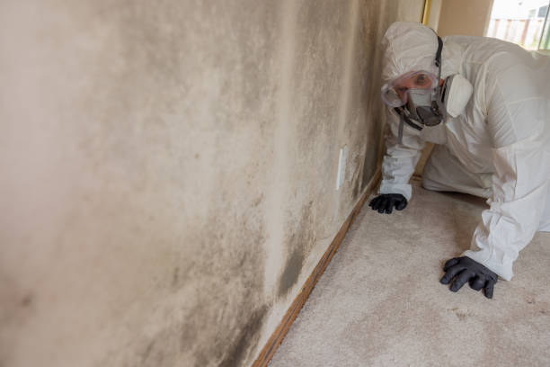 Reliable St Clair Shores, MI Mold Removal Services Solutions